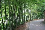 乡间小路