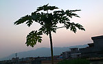 黄昏与木瓜
