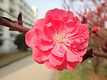 鲜艳桃花