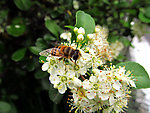 蜜蜂