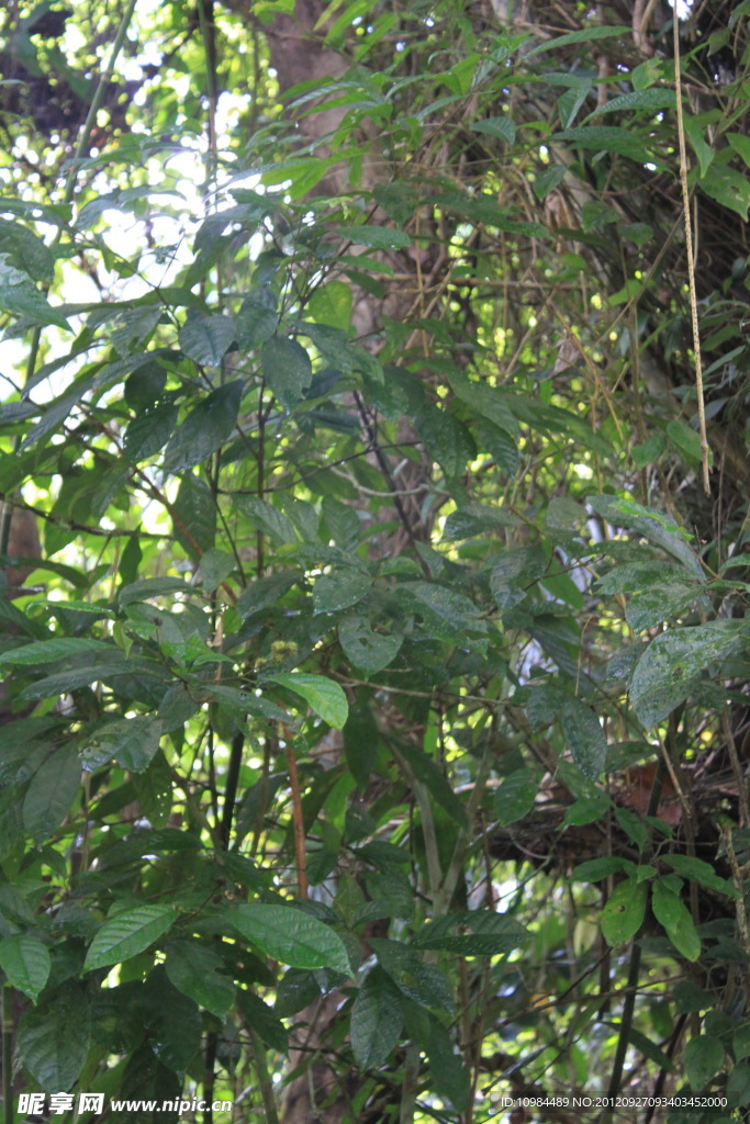 苦丁茶树