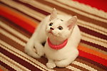 猫咪