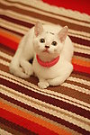 可爱的猫猫
