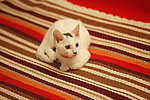 可爱的猫猫