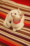 可爱的猫猫
