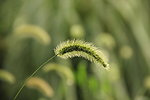 狗尾巴草