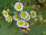 雏菊