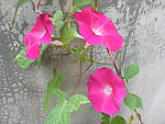 牵牛花