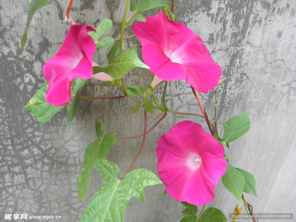 牵牛花