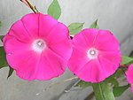 牵牛花