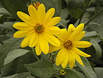 黄花