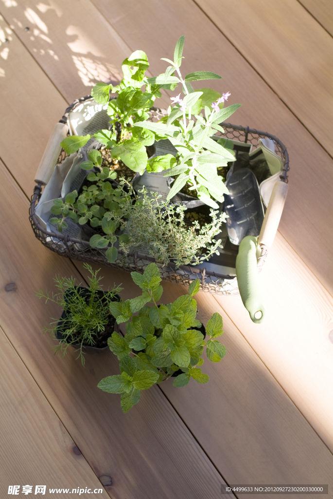 盆栽植物