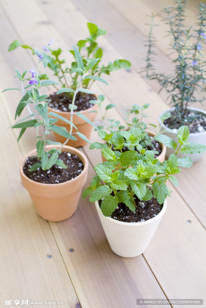 盆栽植物