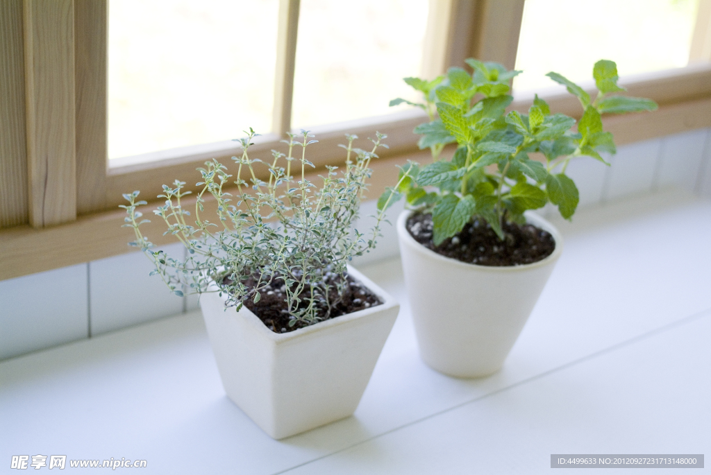 窗台盆栽植物