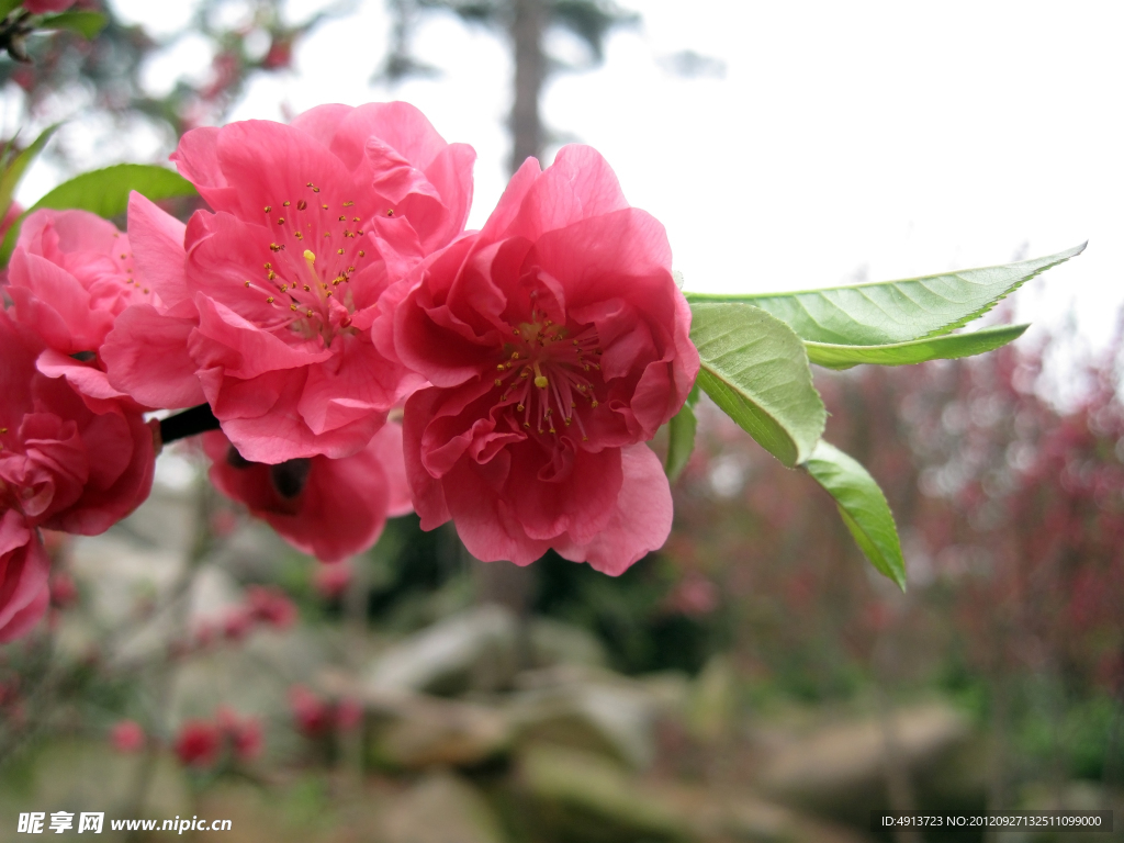 桃花