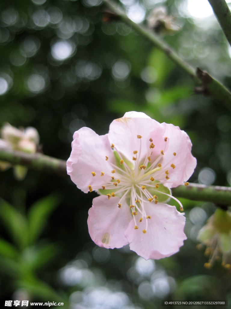 桃花