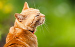 猫咪