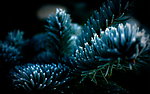 昙花