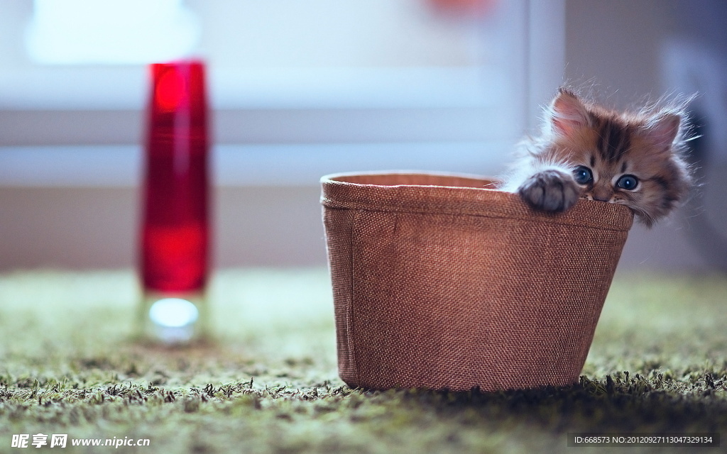 猫咪