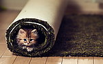 猫咪