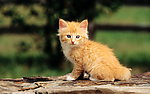 猫咪