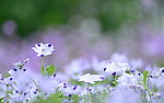 紫色小花