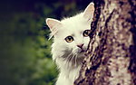 猫咪