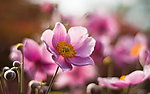 粉色小花
