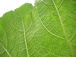 植物叶子纹理