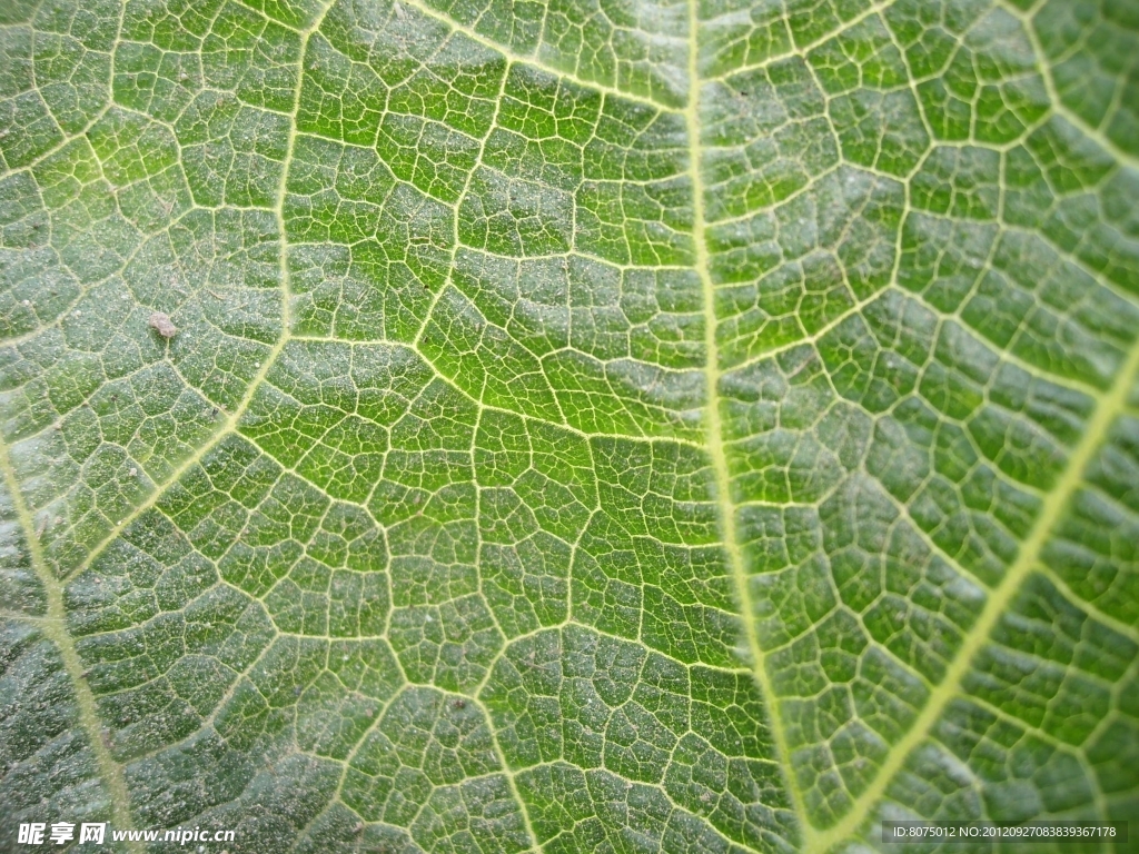 植物叶子纹理