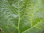 植物叶子纹理