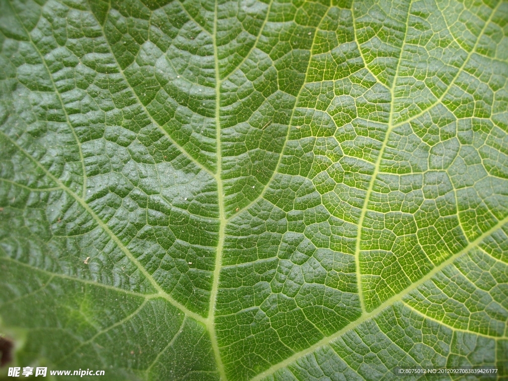 植物叶子纹理