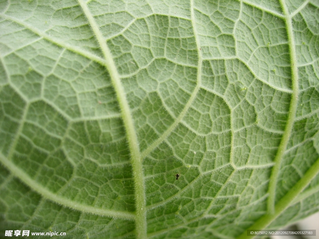 植物叶子纹理