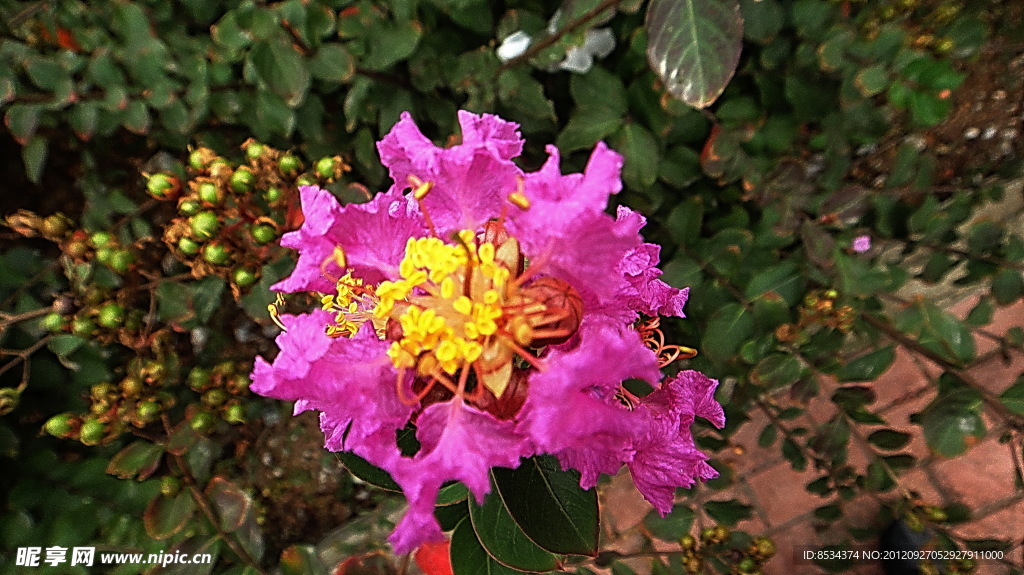 芙蓉花