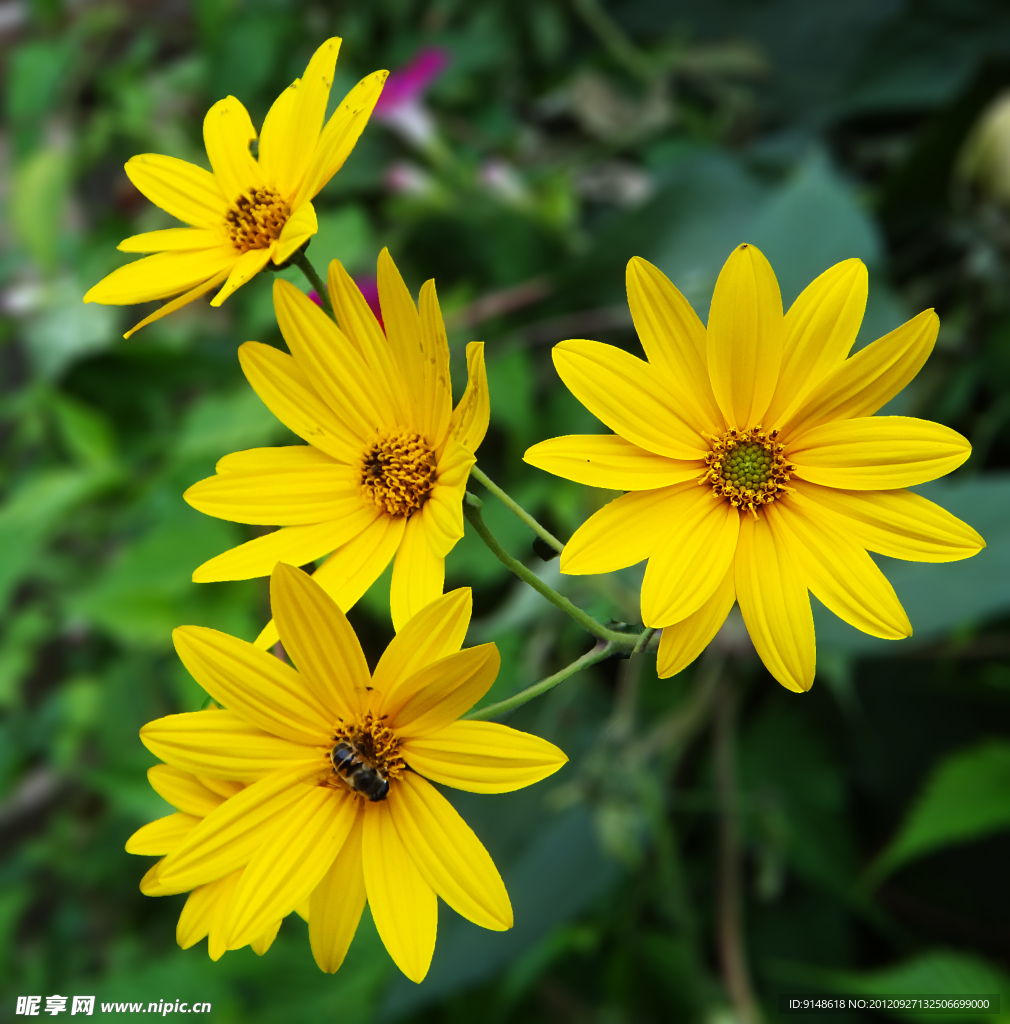 黄花