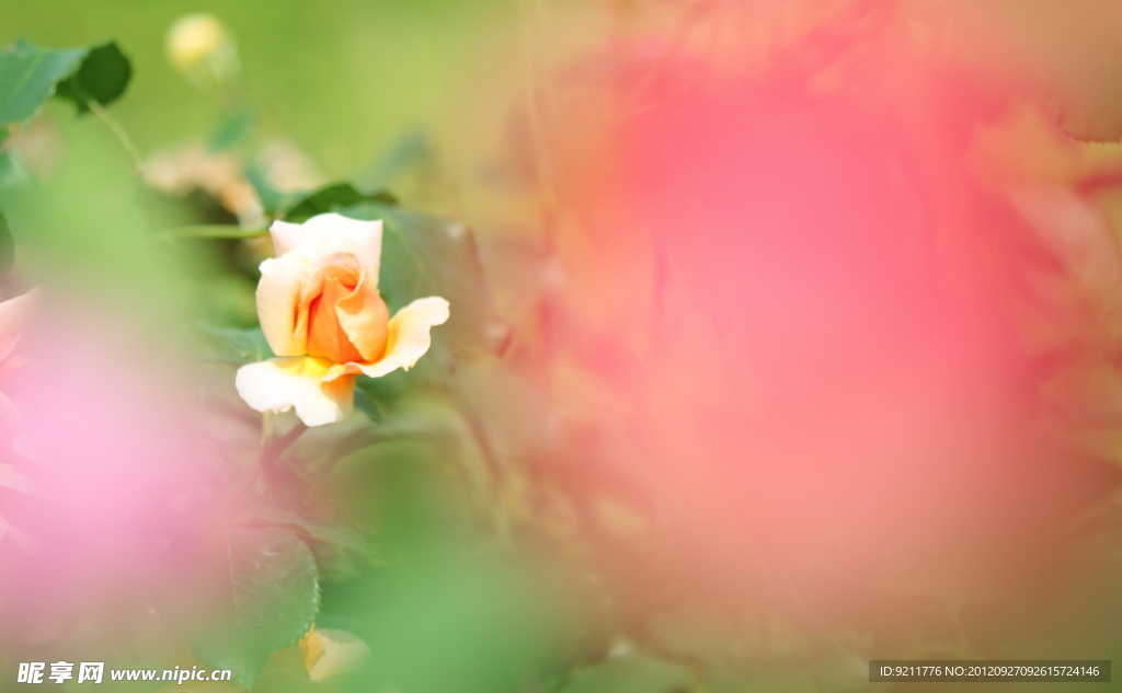 月季花
