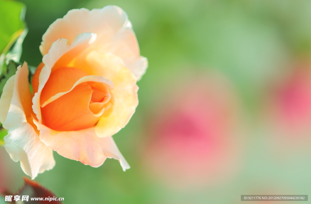 月季花