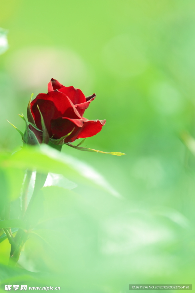 红月季花