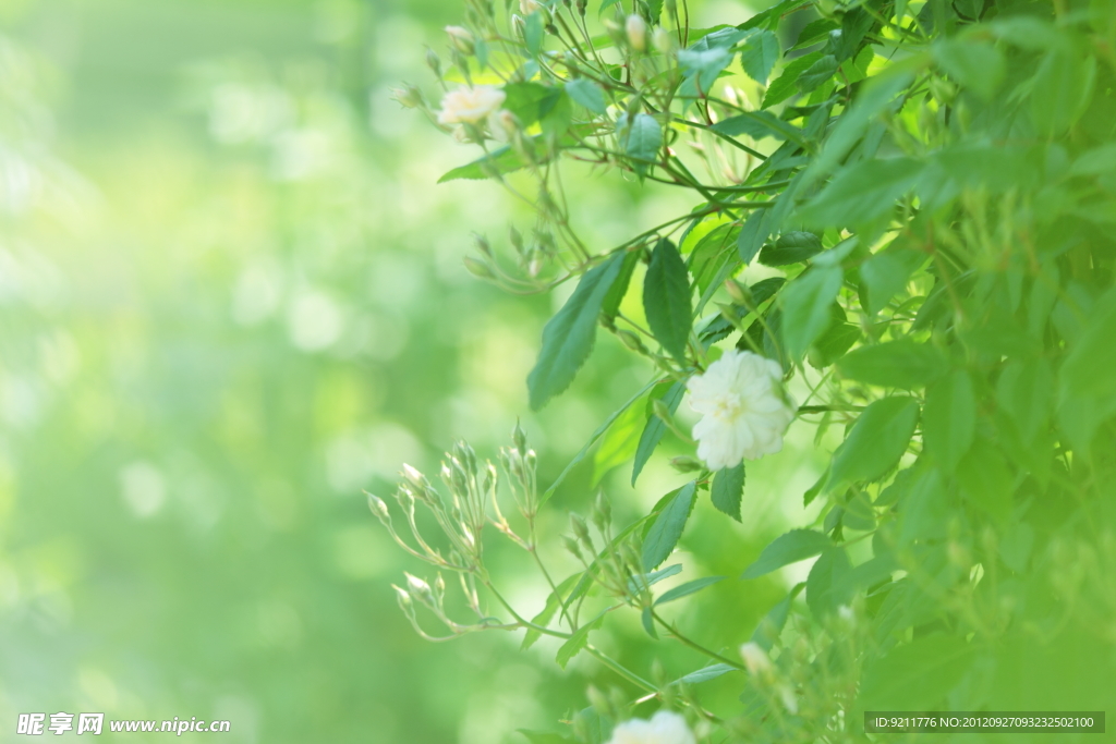 玫瑰花