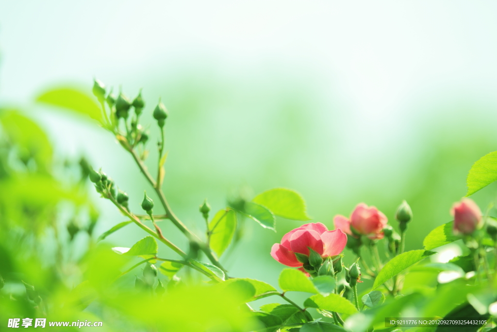 蔷薇花