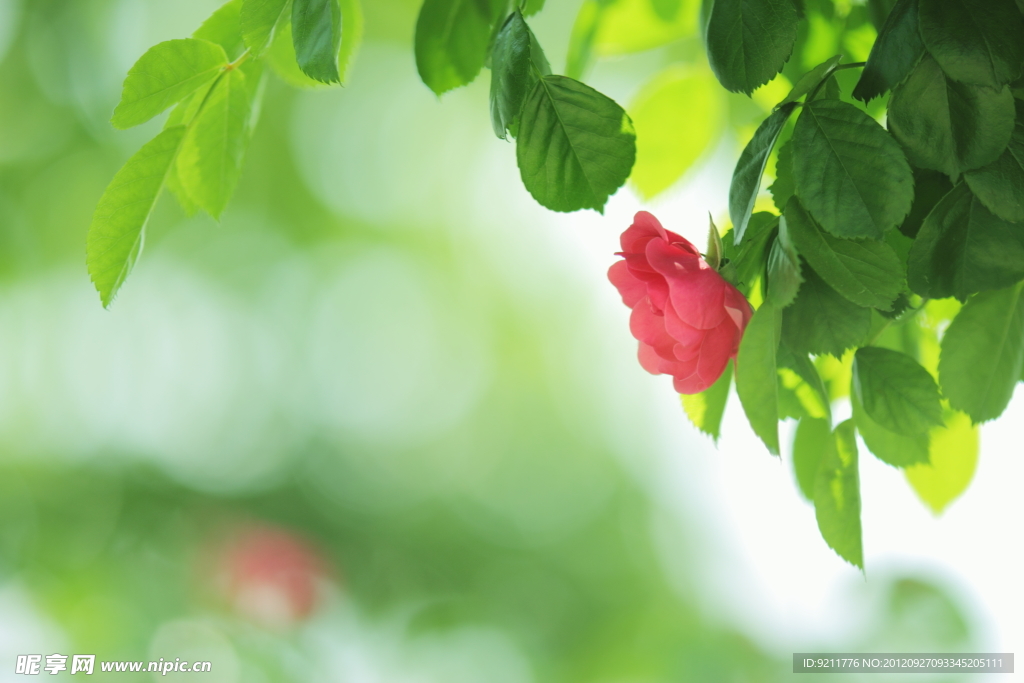 月季花