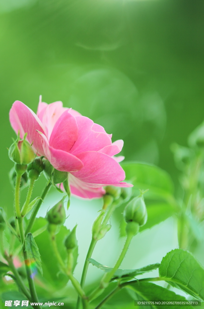 月季花