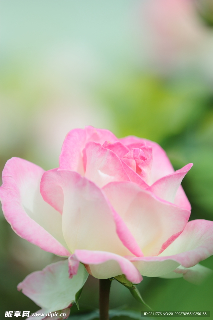 玫瑰花