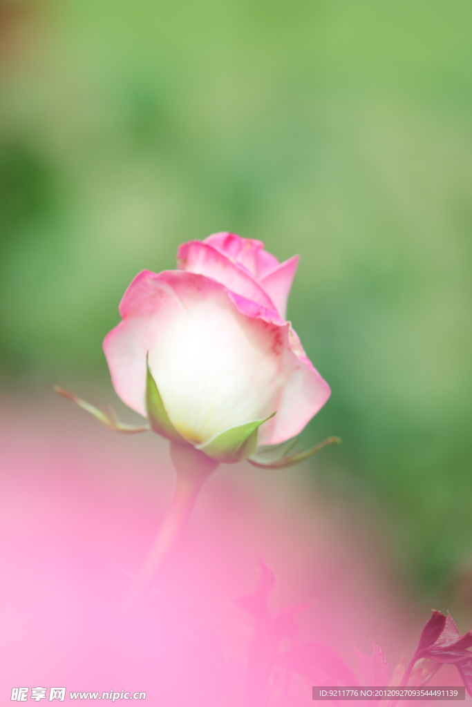 玫瑰花