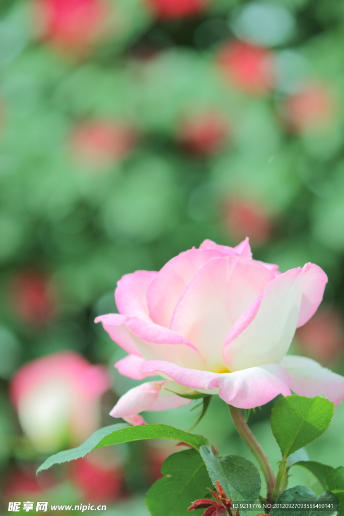 玫瑰花
