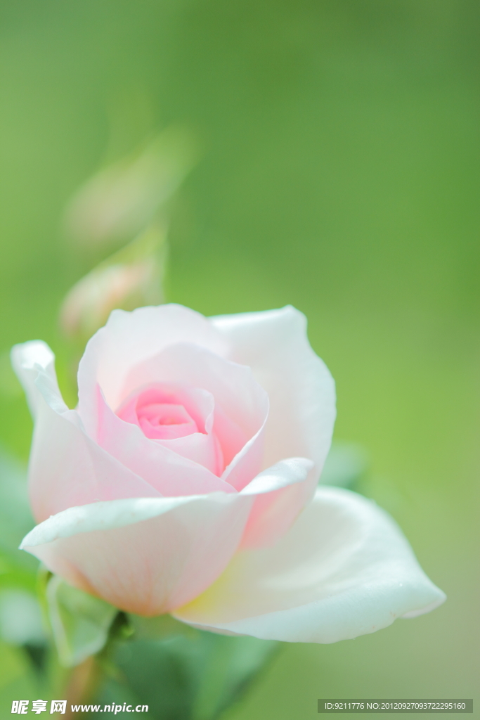 玫瑰花