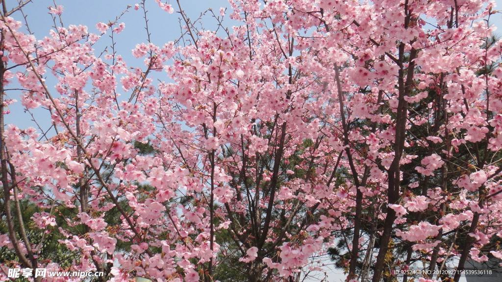 桃花