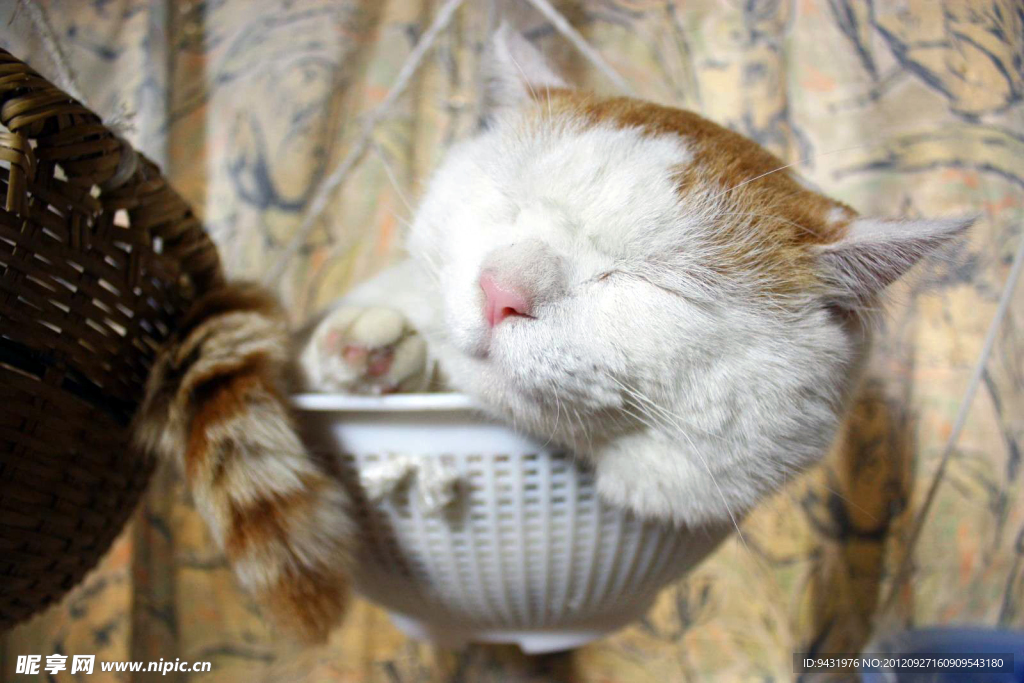 猫叔