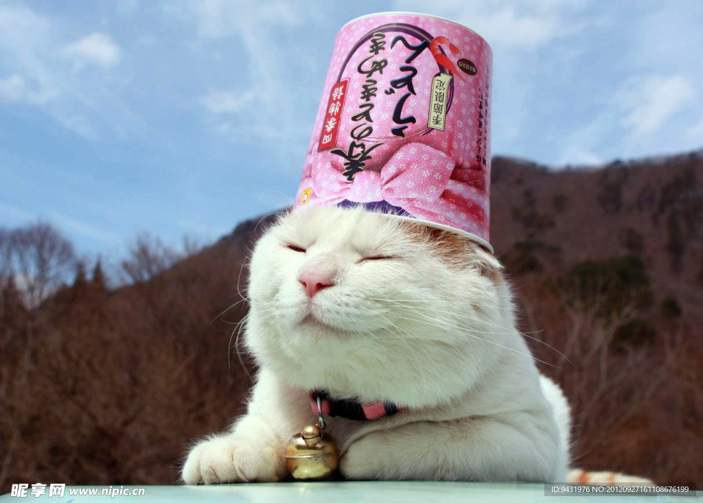 猫叔