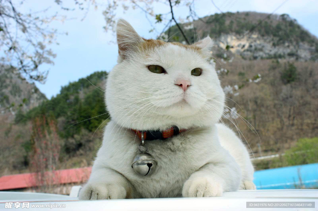猫叔